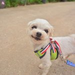 공주/말티즈/<b>여아</b>/3살/2kg  *공주는 하루종일 사람만 쫓는 아이랍니다...