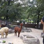 [임영민] <b>알파카</b> 이름 이렇게 정한거였어?ㅋㅋㅋㅋㅋㅋㅋㅋ