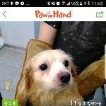 14마리의 강아지가 한 장소에서 유기되어 보호소에 <b>입소</b>했습니다.