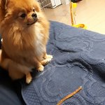 얘들아 우리집개 곰돌이컷했오