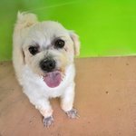 <b>맑음</b>/말티즈/남아(중성화 완료)/2세/3kg  * 순둥순둥하고 맑은...