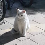 우리 동네 <b>주민</b>들을 집사로 만든 흰둥이