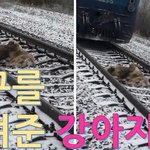 친구를 구하기 위해 철도에 뛰어든 강아지