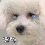 이 강아지 머야