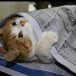 <b>돌출</b><b>눈</b>인 애들 있어?