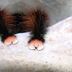 거미의 발, 가까이에서 본적 있니?