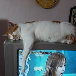 나의 동거묘 <b>도칠</b>이 '철?과의 사랑'