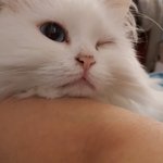 [고양이] 고양이 <b>윙크</b> 보고가세요