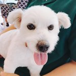 [강아지] 경기수원/아롱이/8살/실종