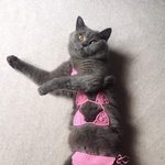 [댓글부탁해] 요즘 자주신는 운동화 뭐야?? (컨버스 <b>반스</b> 말고))