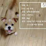 [강아지] 안락사에서 살아남은 믹스견 <b>츄</b>