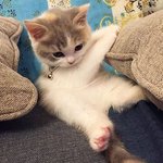 으 넘 귀여운 애기 냥이