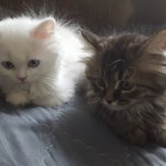 [고양이] <b>카누</b>와레오(2)