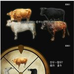 [댓글부탁해] 일본이 약탈해가서 멸종될뻔한 우리나라토종소 <b>흑우</b>
