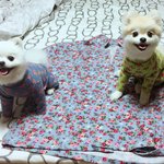 [로리로하] 로리로하 ) 소형견은 옷입히는 <b>재미</b>가 쏠쏠하죠~!
