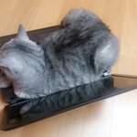 [고양이] 길냥<b>이</b>와의 첫만남