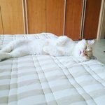 [고양이] 어느날