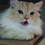[고양이] 아들자랑 해봅니다. <b>집사</b>님들 도전하세요!!