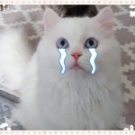 [고양이] <b>카누</b>와레오(3)