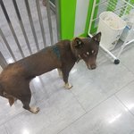 [성남시] 네눈박이/갈색/시바또는진도믹스 주인 찾습니다!!