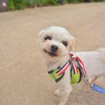 공주/말티즈/<b>여아</b>/3살/2kg  *공주는 하루종일 사람만 쫓는 아이랍니다...