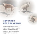 장애를 가진 대형<b>견들</b>, 따뜻히 보살필 수 있도록...