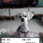2살이라는 나이에 안락사가 될뻔한 코모