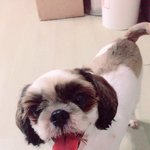 치료도 받아보지 못하고 생을 마칠뻔한 시<b>츄</b> 수수