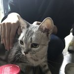 [고양이] 얘 <b>종이</b> 뭔가요?
