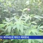요즘 <b>판</b>에 <b>찐따</b>들 많다 뭐다 하는데