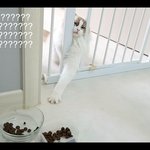 [고양이] 랙돌 애기고양이 먹방 <b>ASMR</b>, 사료를 향한 처절한 손짓...