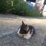 [고양이] 새끼 고양이 잘 아시는 분들 도와주세요ㅜㅜ