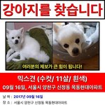 [꼭봐주세요] 서울 양천구 강아지 찾습니다