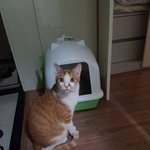 [찾아주세요] 마루를 찾습니다..도와주세요..ㅠ