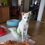 <b>진돗개</b>엄마+스피츠아빠