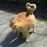 [ㅋㅋㅋㅋㅋ] <b>활발</b>해지고싶다