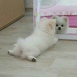 [조언부탁해] 시험기간 극혐인 내친구