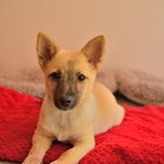 <b>절미</b>/믹스견/여아/3개월  *<b>절미</b>는 애교가 많은 아이입니다.