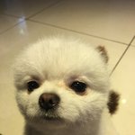 [드루와] 강아지가 있어서 좋다vs싫다