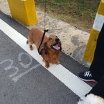 2살된 <b>장모</b> 닥스훈트 분양합니다.