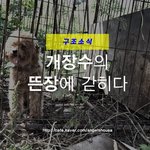 육견업자의 뜬장에 갇혀있던 푸들 '알리'