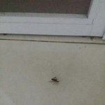 [드루와] 얘들아 이 벌레 어떻게 내보내ㅜㅜㅜㅜ