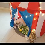 [고양이] 고양이 <b>라떼</b> 집 만들어봤어요~ feat. 이케아