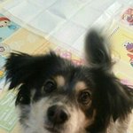 [강아지] 죽음의 <b>시보</b>호소에서 살았어요