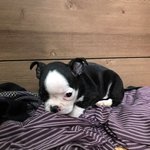 금요일 파보+홍역 보스턴테리어 <b>여아</b>를 분양받았습니다 도와주세요..