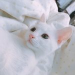 [고양이] 댓글부탁!!!고양이종이뭘까요?