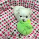 [강아지] 우리집 댕댕이 <b>밍키</b>에요