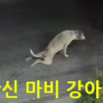 하반신 <b>마비</b>된 강아지