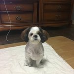 우리집<b>막내</b>를소개합니다~~