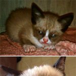 왠지 <b>뿌듯</b>한 내 냥이의 폭풍성장